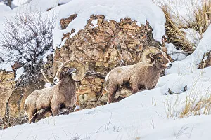 Lamar Valley Prints: Rocky Mountain Big Horn Sheep in the Lamar Valley of Yellowstone National Park