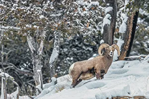 Yellowstone Prints: Rocky Mountain Big Horn Sheep in the Lamar Valley of Yellowstone National Park