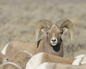 High Desert Prints: Rocky Mountain bighorn ram with ewes. Rio Grande Norte, New Mexico