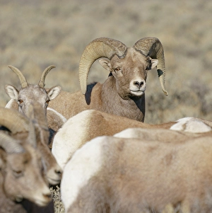 Rocky Mountain bighorn ram with ewes. Rio Grande Norte, New Mexico