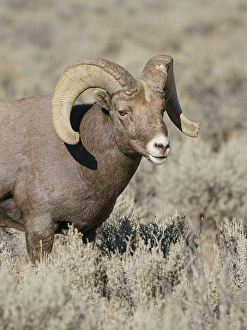 Ungulate Prints: Rocky Mountain bighorn ram in rut. Rio Grande Gorge, New Mexico, USA