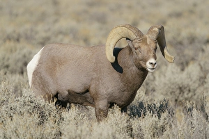 Ungulate Prints: Rocky Mountain bighorn ram in rut. Rio Grande Gorge, New Mexico, USA