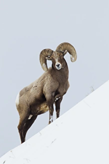 Images Dated 2nd March 2014: Rocky Mountain Bighorn Sheep