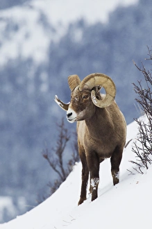 Rocky Mountain Bighorn Sheep