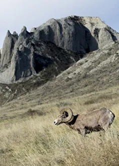 Mature Prints: Rocky Mountain bighorn sheep grazing in grasslands. Mature rams