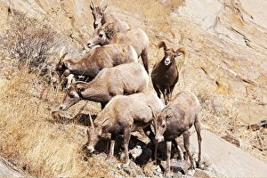 Bighorn Prints: Rocky mountain Bighorn sheep herd