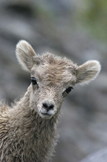 Images Dated 26th June 2005: Rocky Mountain Bighorn Sheep Lamb