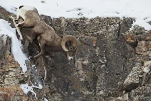 Survival Prints: Rocky Mountain bighorn sheep, navigating winter cliff side