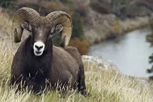 Rocky Mountain Bighorn Sheep Ram
