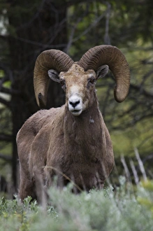 Images Dated 14th June 2009: Rocky Mountain Bighorn Sheep Ram