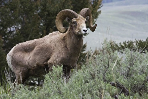 Images Dated 14th June 2009: Rocky Mountain Bighorn Sheep Ram