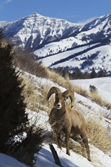 Images Dated 10th February 2013: Rocky Mountain Bighorn Sheep Ram