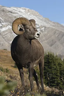 Jasper Prints: Rocky Mountain BIghorn Sheep Ram
