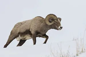 Images Dated 29th January 2018: Rocky Mountain bighorn sheep ram