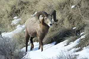 Animals Collection: Rocky Mountain Bighorn Sheep ram