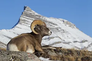 Nature Prints: Rocky Mountain bighorn sheep ram, resting in the alpine country