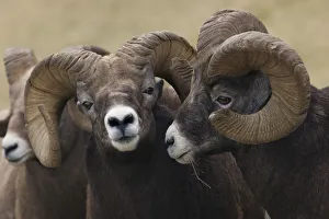 Rocky Mountain Bighorn Sheep Rams