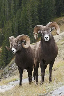 Rocky Mountain bighorn sheep rams