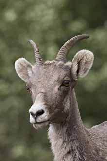 Shedding Prints: Rocky Mountain Bighorn Sheep, shedding winter fur