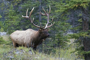 Images Dated 8th October 2012: Rocky Mountain Bull Elk