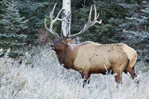 Images Dated 5th October 2012: Rocky Mountain Bull Elk