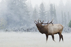 Images Dated 4th October 2012: Rocky Mountain Bull Elk