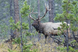 Images Dated 2nd October 2012: Rocky Mountain Bull Elk