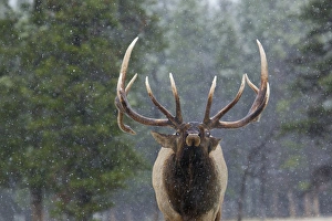 Images Dated 2nd October 2012: Rocky Mountain Bull Elk
