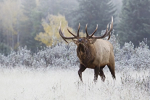 Images Dated 4th October 2012: Rocky Mountain Bull Elk