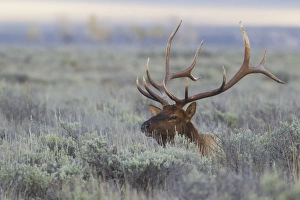 Images Dated 5th October 2014: Rocky Mountain Bull Elk