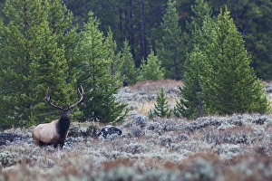 Images Dated 29th September 2014: Rocky Mountain Bull Elk