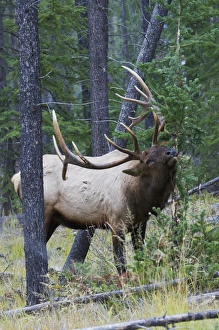 Images Dated 7th October 2012: Rocky Mountain Bull Elk