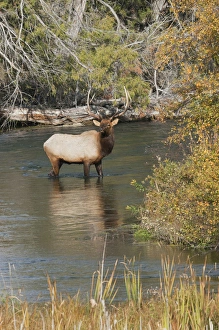 Images Dated 1st October 2009: Rocky Mountain Bull Elk