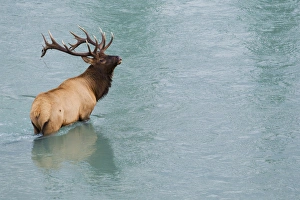Images Dated 1st October 2012: Rocky Mountain Bull Elk