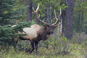 Images Dated 30th September 2005: Rocky Mountain Bull Elk