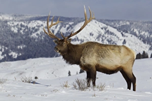 Survival Prints: Rocky Mountain Bull Elk