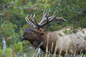 Rocky Mountain bull elk