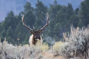 Rocky Mountain bull elk