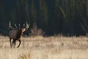 Images Dated 18th November 2019: Rocky Mountain bull elk