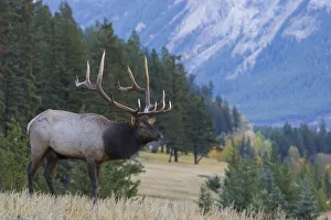 Rocky Mountain bull elk