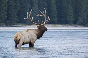 Images Dated 2018 August: Rocky Mountain bull elk