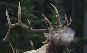 Images Dated 2018 August: Rocky Mountain bull elk