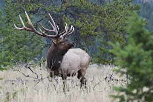 Images Dated 28th August 2019: Rocky Mountain Bull Elk