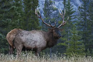Images Dated 21st August 2020: Rocky Mountain Bull Elk