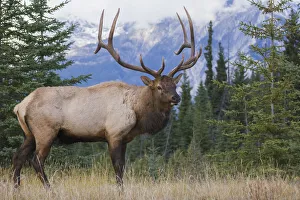 Rocky Mountain bull elk