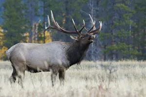 Images Dated 18th August 2020: Rocky Mountain bull elk