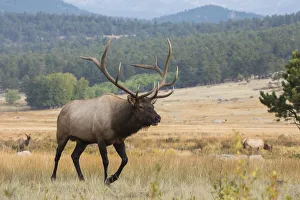Rocky Mountain bull elk