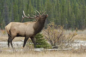 Images Dated 8th January 2021: Rocky Mountain bull elk