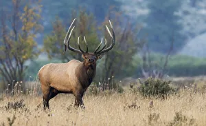 Rocky Mountain bull elk
