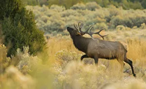 Images Dated 27th November 2020: Rocky Mountain bull elk